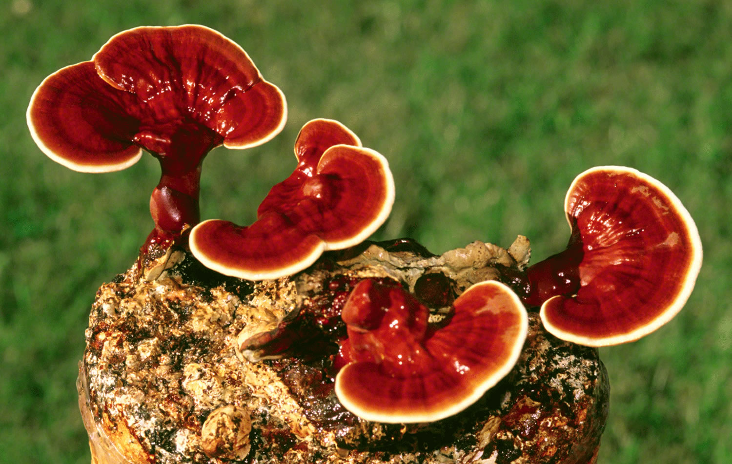 Reishi